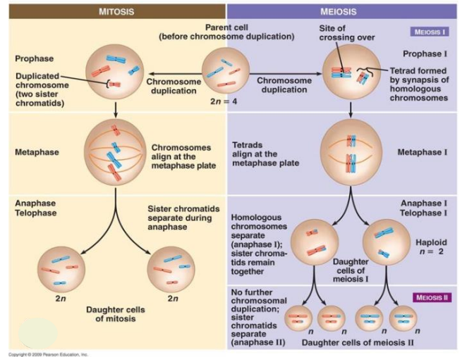 <p>- Humans diploid number (2n) is 46 chromosomes (23 pairs)</p><p>- Mitosis results in 2 daughter cells that are diploid and identical to the parent cell</p><p>- Meiosis results in 4 daughter cells that are haploid and genetically different to the parent cell and eachother</p>