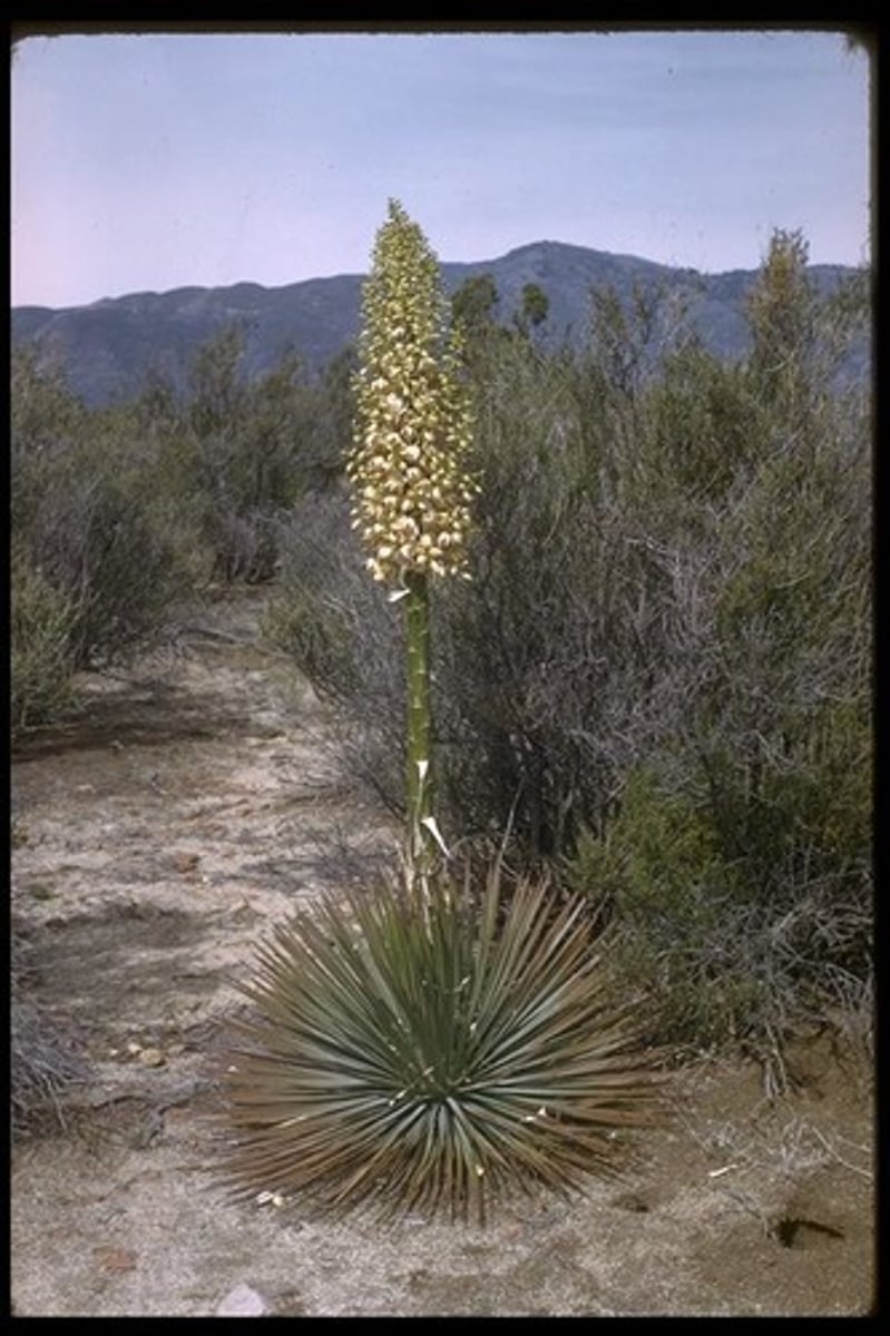 <p>Hesperoyucca whipplei (chaparral, serpentine rock outcrop)</p><p>Leaves: Sword-like, rigid with sharp tips.</p><p>Flowers: Tall spike with bell-shaped white blooms.</p><p>Pollination: Moth-pollinated (yucca moth).</p>