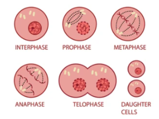 <p>Interphase, prophase, metaphase, anaphase, telophase, daughter cells</p>