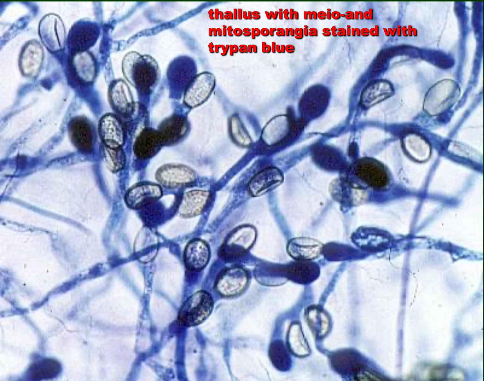 <p>what is this ? and what are its structures </p>