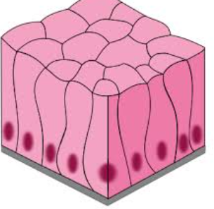 <p>Structure of Simple Columnar Epithelium</p>