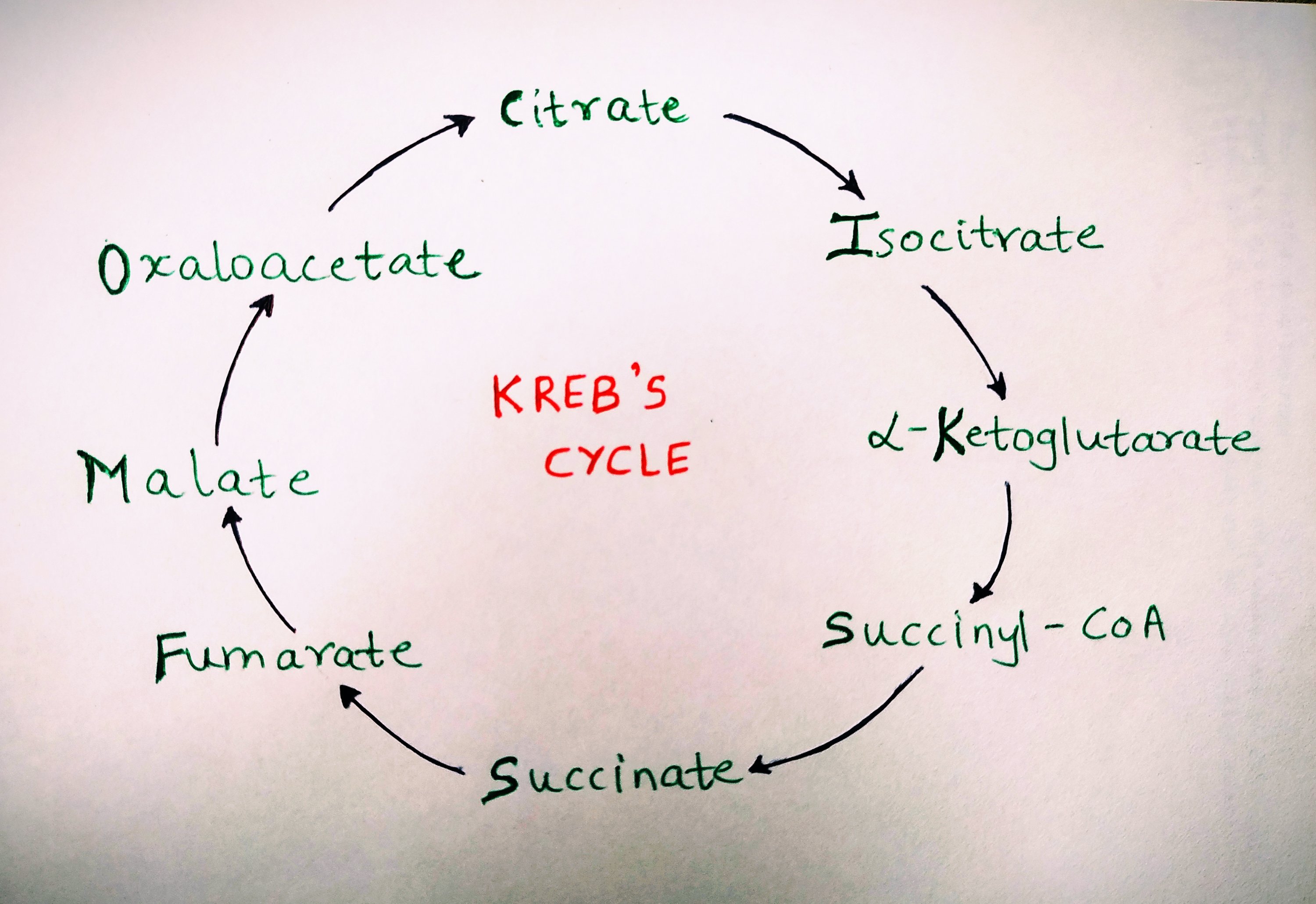**C**an **I** **K**eep **S**elling **S**eashells **F**or **M**oney, **O**fficer?

* **Citrate** (first thing created by joining acetyl- CoA to oxaloacetate
* Isocitrate (Isomer of citrate)
* Ketoglutarate (5-carbon molecule when CO2 is lost)
* Succinyl-CoA (4  carbon molecule when CO2 is lost)
* ADP attaches to the CoA and makes ATP
* Succinyl


* FAD to FADH
* Fumarate 
* Water is added


* Malate 
* NAD to NADH
* **Oxaloacetate** 