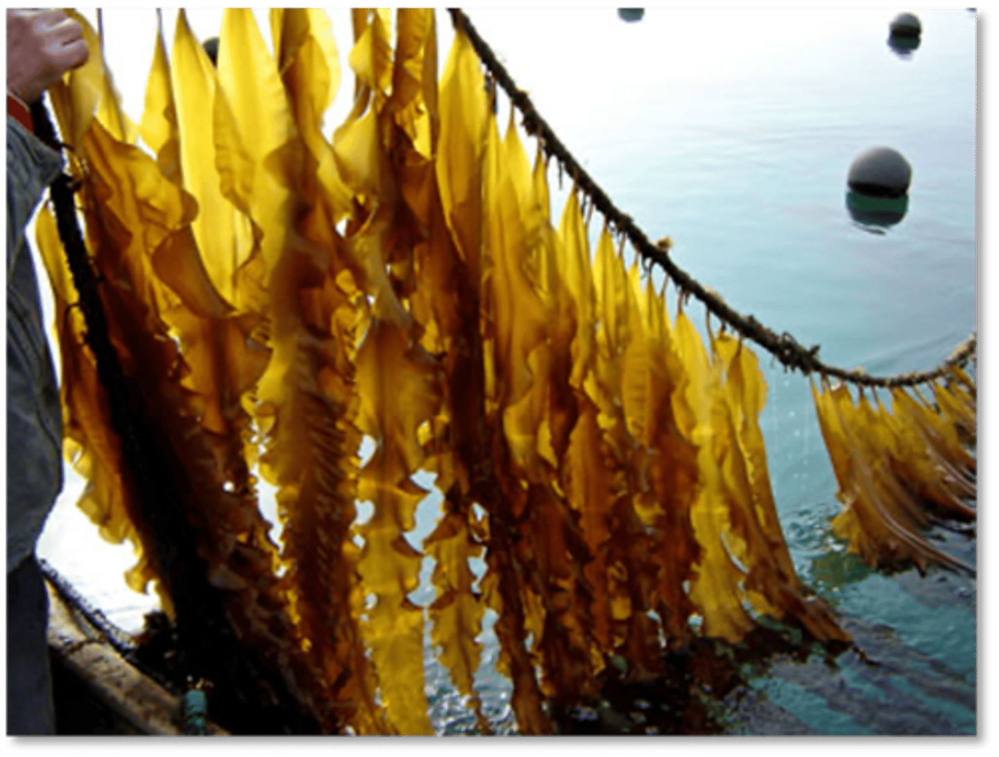 <p>consists of 4 main steps:</p><p>1. collection and settlement of zoospores on seed strings</p><p>2. production of seedlings</p><p>3. transplantation and growing out of seedlings</p><p>4. harvesting</p>