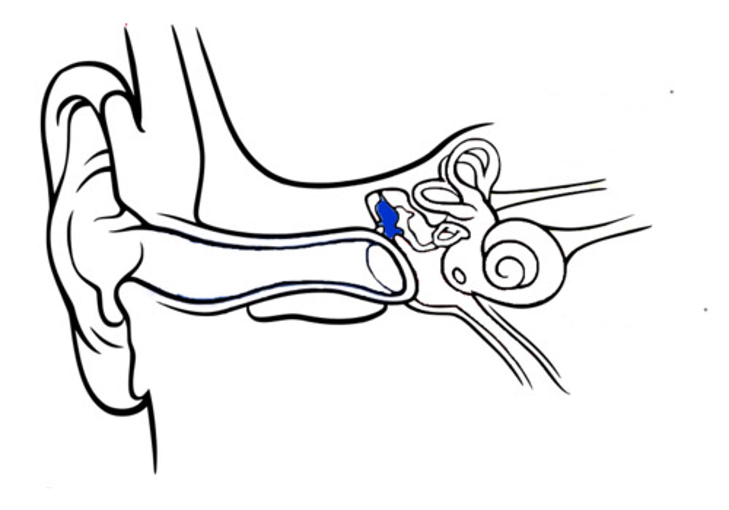 <p>one of the 3 small bones in the middle ear which increase or decrease vibrations from the ear drum</p>