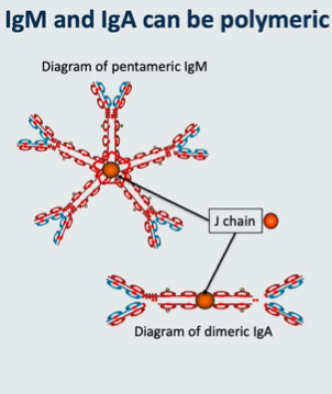 <p>IgM and IgA can be polymeric</p>