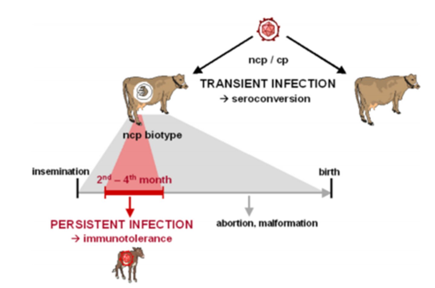 <p>-It is a lack of immune response to an antigen</p><p>-If the viral strain causes transient disease that is persistent in the dam in late gestation, the offspring will be born antibody negative and will shed a large amount of virus during their entire lifetime</p>