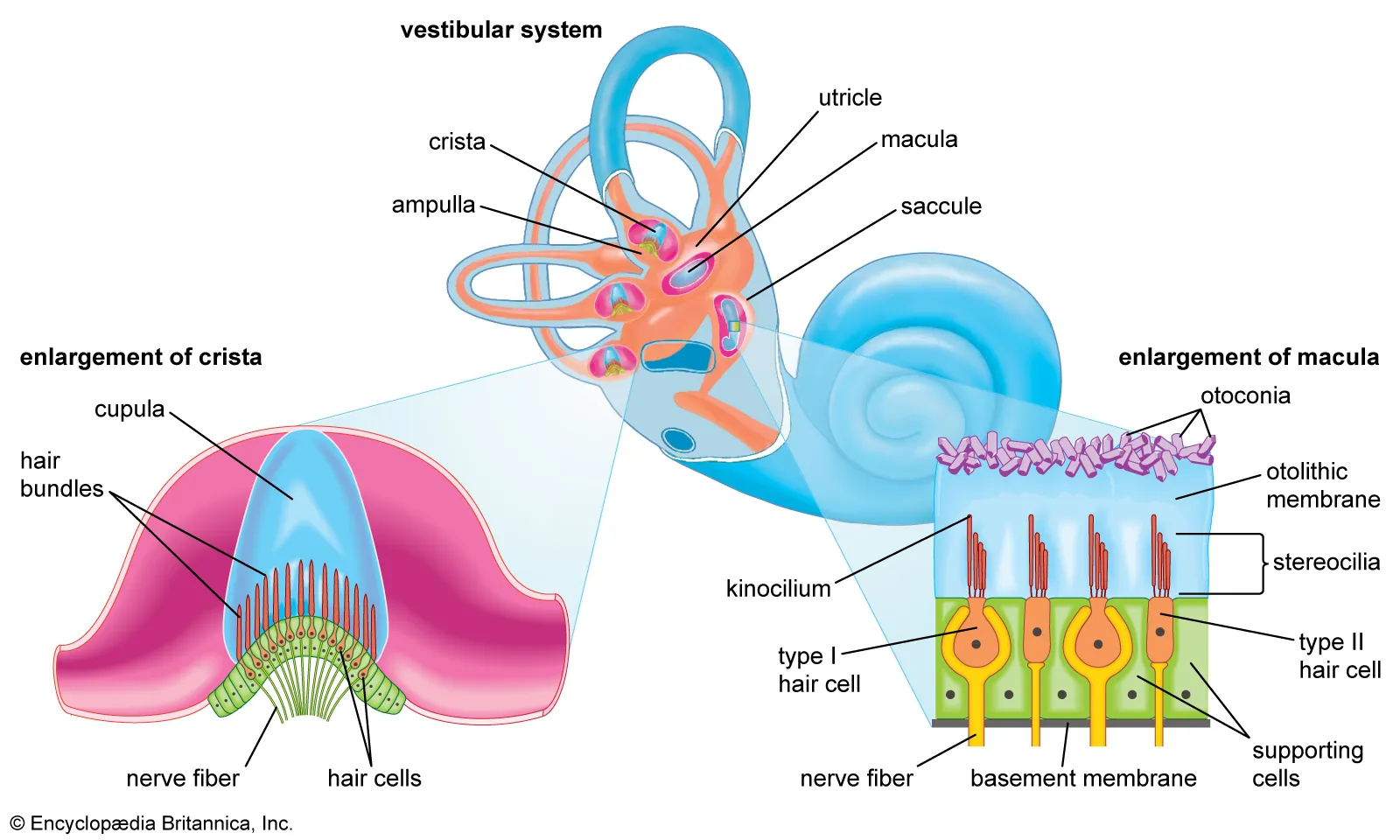 <p>Ciliated </p><ol><li><p>Maculae → in the vestibule; senses position of the head relative to gravity and acceleration</p></li><li><p>Cristae → in the semicircular canals; detects rotational acceleration </p></li></ol><p>*supplied by the vestibular nerve (CN8) </p><p></p>