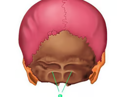 <p>4 curved lines on the external surface of occipital bone</p>