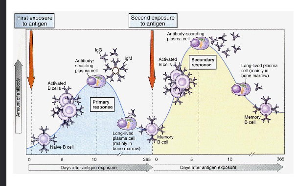<p>shorter latent period</p><p>prolonged Ab production</p><p>higher (IgG) Ab concentration</p><p>different isotypes</p><p>increased Ab iffinity</p>