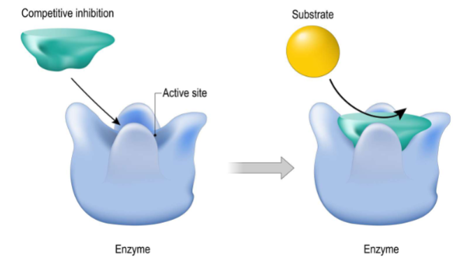 <p>1) competitve inhibiton: inhibitor and substrate both going after active site of enzyme as long as inhibitor bound substrate cant bind (gotta have chem features similar to substrate)</p>