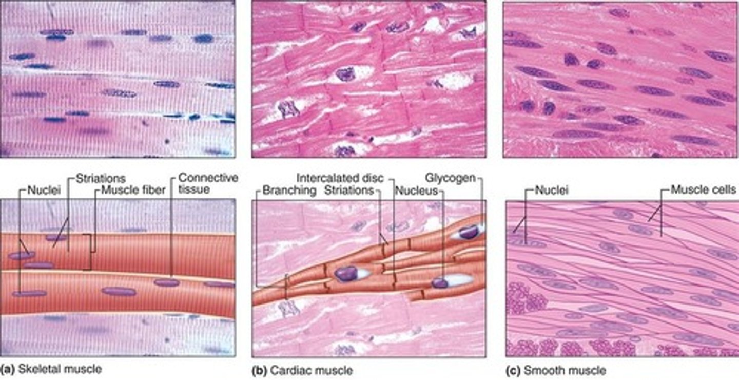 <p>Skeletal, cardiac, smooth</p>