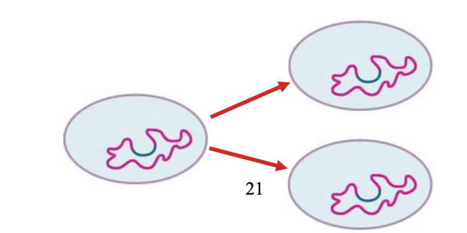 <ul><li><p>Some DNA phages, called <span style="color: red;"><strong>lysogeny or temperate phages</strong>,</span> undergo <strong><u>adsorption and penetration</u></strong> but don’t replicate (only first 2 of lytic cycle)</p></li><li><p>The viral DNA inserts into bacterial genome and <span style="color: red;"><u>becomes an inactive </u><strong><u>prophage</u></strong></span></p></li><li><p><span style="color: rgb(245, 245, 245);"><strong>The prophage is retained and copied during <u>normal cell division</u> resulting in the transfer of temperate phage genome to ALL HOST CELL PROGENY (Lysogenic cycle)</strong></span></p></li><li><p><span style="color: red;"><strong>Induction: </strong>activation of lysogenic prophage <strong><u>followed by viral replication and cell lysis</u></strong></span></p><ul><li><p>Causes = UV light/Chemicals/environmental cues </p></li></ul></li></ul><p>*Note: Lysogeny is longer than lytic = virus will stay in this cycle longer </p><p></p>