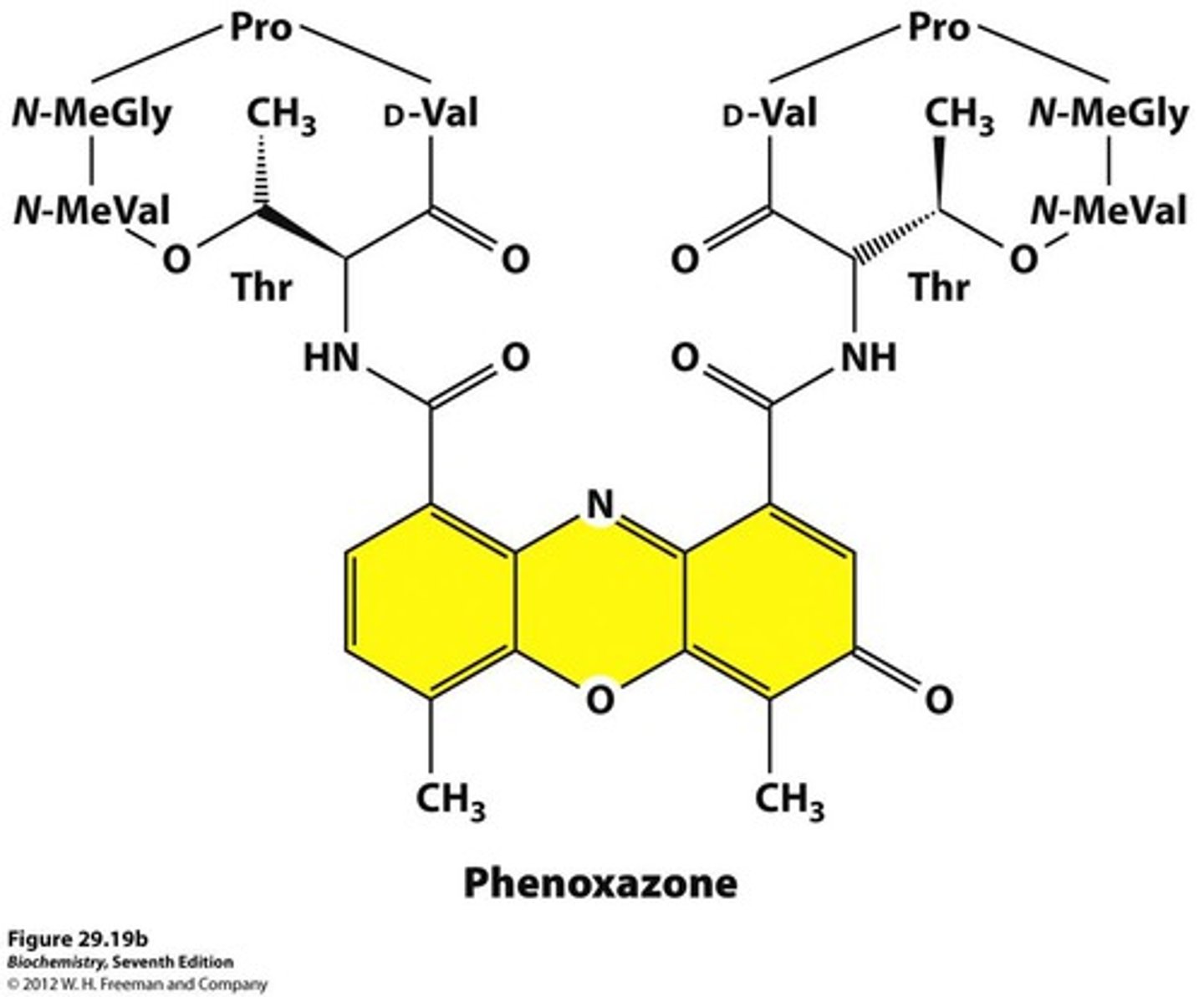 <p>Composed of a planar (phenoxazone) ring system and two flexible cyclic peptides</p>