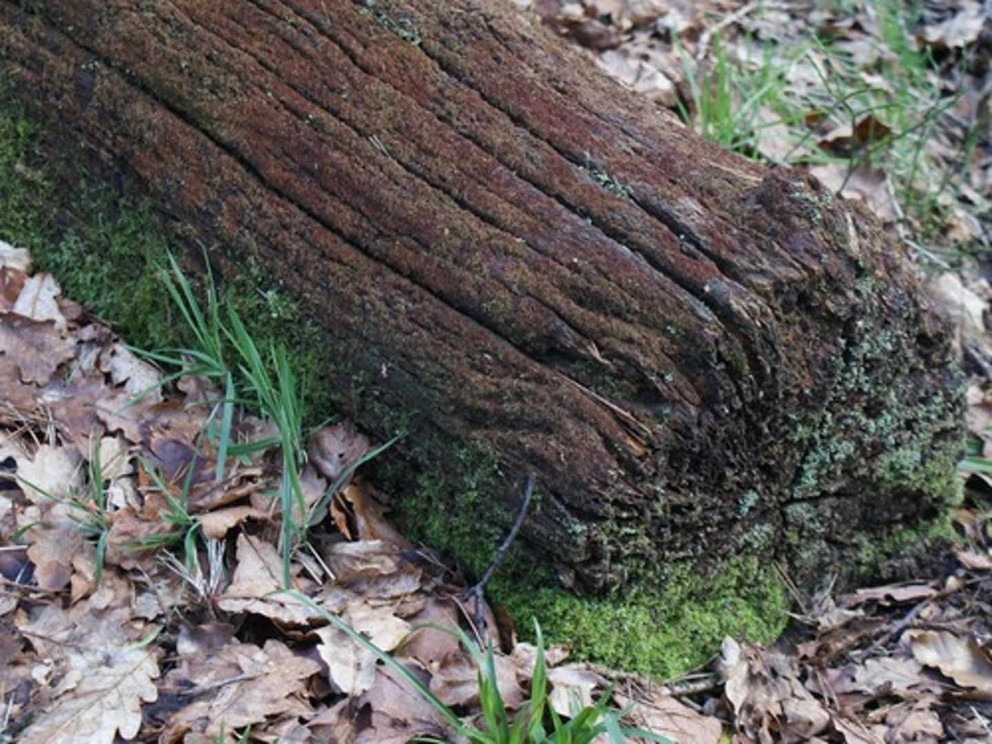 <p>to break down or decompose</p>