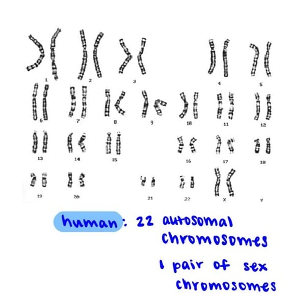 <p><span class="bgP">chromosome classification</span></p><p>- chromosomes are matched and <span class="bgP">numbered from largest to smallest, G-banding, and centromere location</span></p><p>- the sex chromosomes are labeled appropriately as either XX in females or XY in males</p><p>- <span class="bgP">X chromosome is much larger than the Y chromosomes</span>, and therefore, X and Y chromosomes are considered nonhomologous</p>