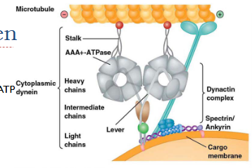 <ul><li><p>2 ringvormige motordomeinen (zware ketens)</p><ul><li><p>Bestaat uit 6 AAA+ ATPase domeinen: binding en hydrolyse van ATP</p></li><li><p>Binding aan MT via korte steel</p></li></ul></li><li><p>1 stam: associatie met intermediaire lichte ketens</p><ul><li><p>onrechtstreekse binding aan cargo via dynactine complex</p></li></ul></li></ul><p></p>