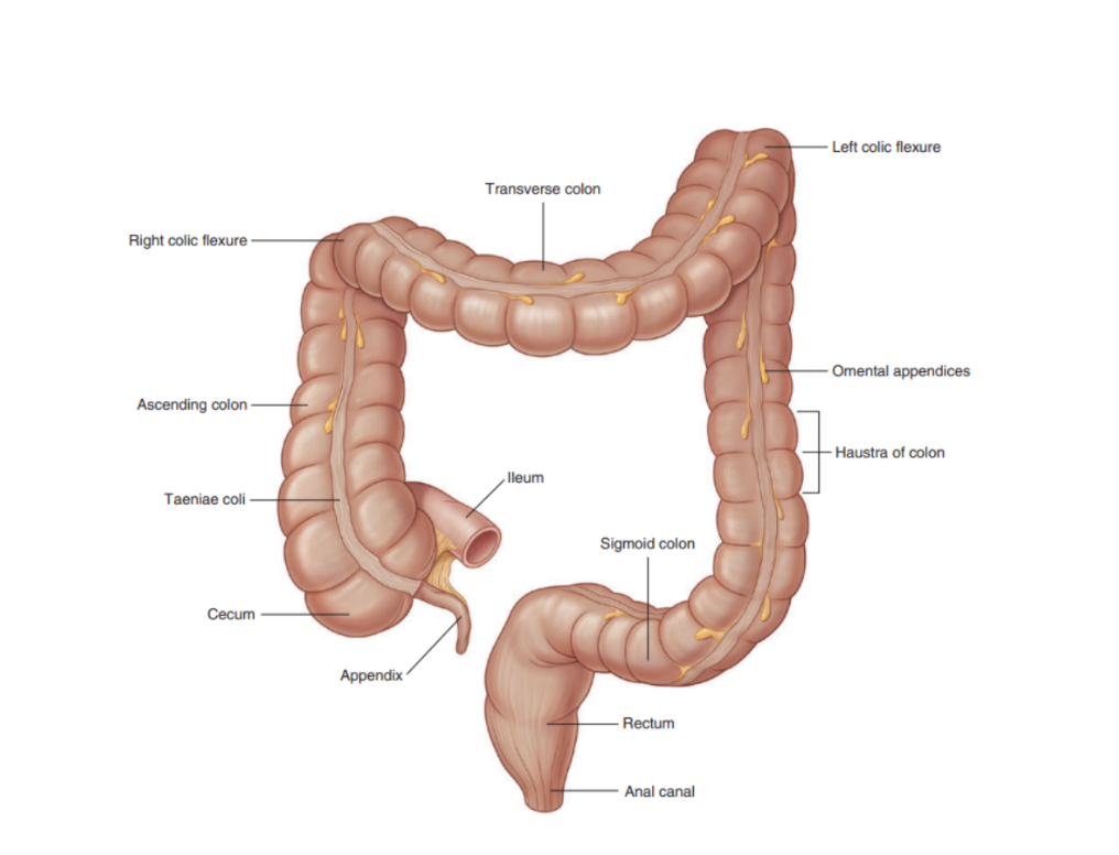 <ul><li><p>Extends from distal end of ileum to anus — 1.5m in adults </p></li><li><p>Absorbs fluids &amp; salts from gut contents, thus forming feces </p></li><li><p>Consists of cecum, appendix, colon, rectum, &amp; anal canal </p><ul><li><p>Begins in right groin as cecum along with its associated appendix. Continues upwards as ascending colon into right hypochondrium, and bends to the left just below liver, forming right colic (hepatic) flexure, crossing abdomen as transverse colon into left hypochondrium. Just below spleen, bends downwards, forming left colic (splenic) flexure, continuing as descending colon into left groin</p></li><li><p>Enters upper part of pelvic cavity as sigmoid colon, continuing on posterior wall as rectum, and terminates as anal canal </p></li></ul></li><li><p>General features —</p><ul><li><p>Large internal diameter as compared to small intestine</p></li><li><p>Peritoneal-covered accumulations of fat (omental appendices) associated with the colon</p></li><li><p>Segregation of longitudinal muscle in its walls into 3 narrow bands (teniae coli) — primarily observed in cecum &amp; colon, less visible in rectum </p></li><li><p>Sacculations (haustra) of the colon </p></li></ul></li></ul>