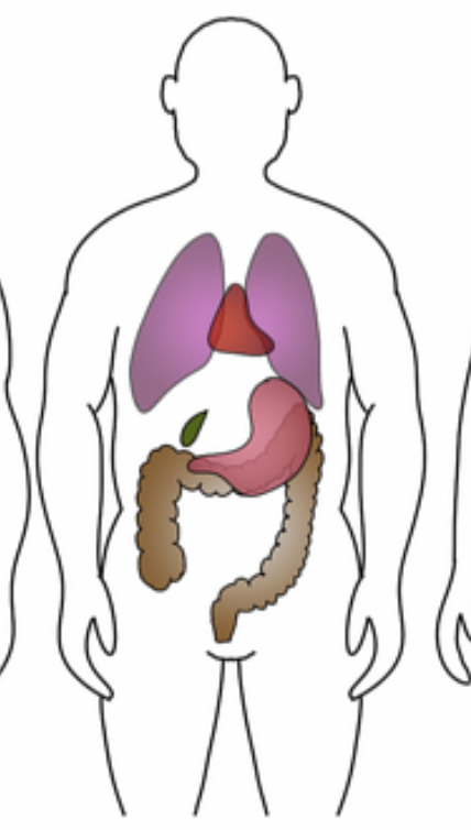 <p>Identify which body habitus this is</p>