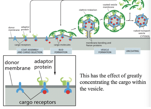 <p>cells use this to import selected extracellular macromolecules</p><ul><li><p>ex) cells import cholesterol in LDL particles by this mechanism</p></li></ul><p></p>