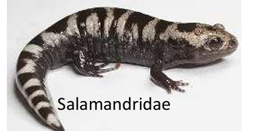 <p>Salamandras</p>