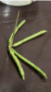 <p>What is its physiological maturity and commercial maturity?</p>