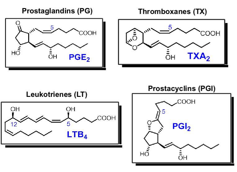 <p><strong>Eicosanoids</strong></p><ul><li><p>structurally simple but highly biologically ______, ______ substances</p></li><li><p>all structurally similar —> ____-carbon molecules</p></li><li><p>derived from ______ of lipids (fatty acids)</p></li><li><p>all are ______ (stable/unstable)</p></li></ul><p></p>