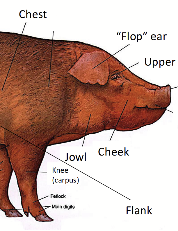<p>In pigs, located in the <strong>dorsal surface</strong>, <u>heavily involved in locomotion</u>.</p>