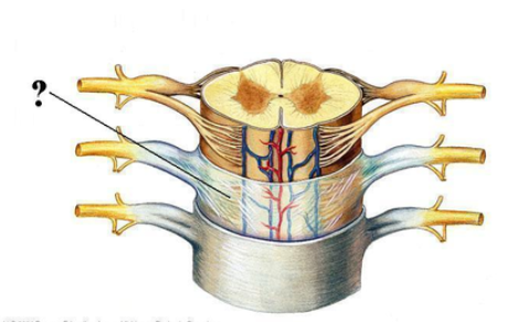 <p><span><span>Identify the indicated layer of the meninges.</span></span></p>