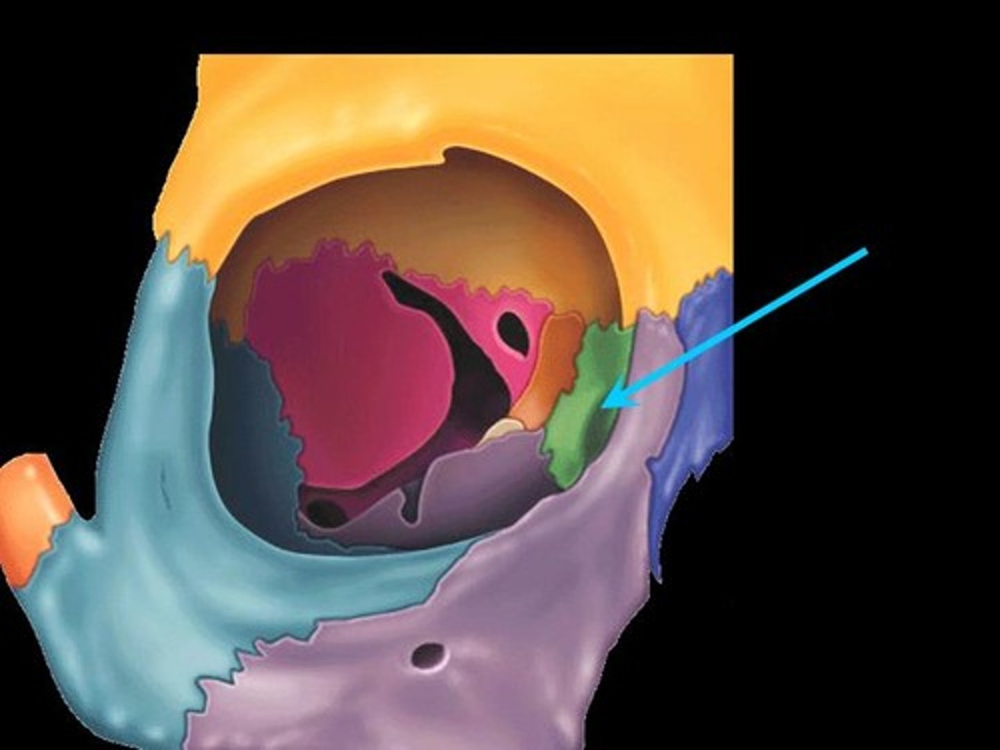 <p>Depression for the lacrimal sac in the lacrimal bone.</p>