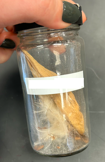 <p>Family? Genus?</p>