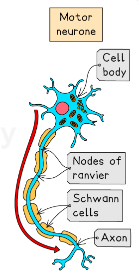 <ul><li><p>The <strong>cell body</strong> is located <em>at one end</em> of the neurone, within the CNS (in the grey matter).</p></li><li><p><span>It has a long </span><strong><span>axon</span></strong><span> that carries the impulse to the effector.</span></p></li><li><p>It has short <strong>dendrites</strong> that connect to the CNS.</p></li></ul><p></p>