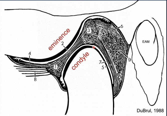<p>Identify structure 1</p>