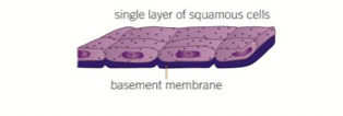 <p><span>&nbsp;Consists of a single layer of flattened cells on a basement membrane<br>- layer of cells forms, a thin cross-section which shortens diffusion distance<br>- permeable so easy diffusion of gases<br>- provides a surface cover up.</span></p>