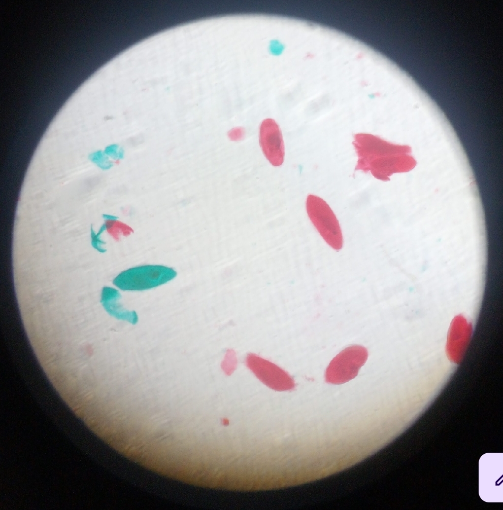 <p><strong>Its name comes from the Greek <em>paramēkēs</em>, meaning “oblong” or “oval,” referring to its elongated shape.</strong></p>