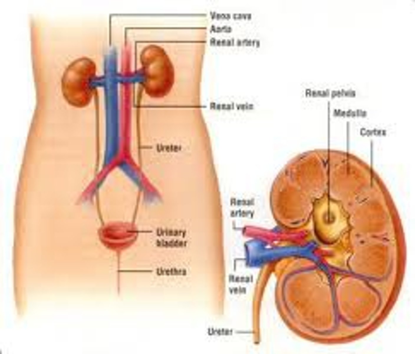 <p>- 2 kidneys</p><p>- 2 ureters</p><p>- 1 urinary bladder</p><p>- 1 urethra</p>