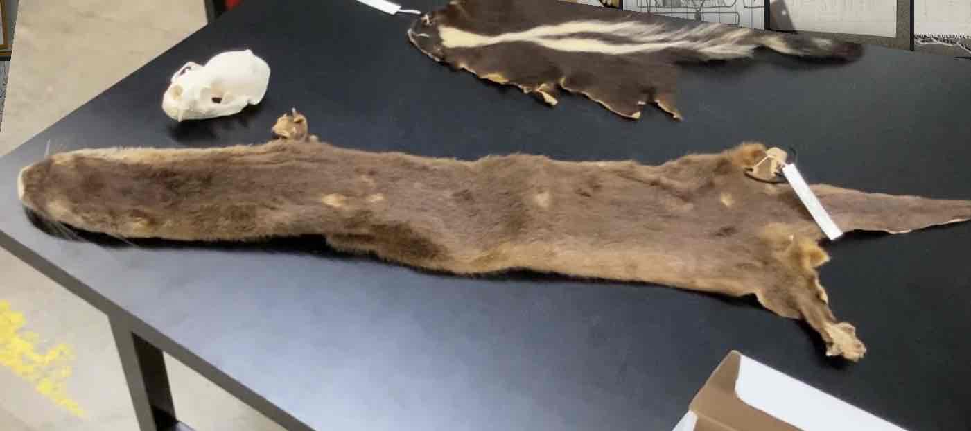 <ul><li><p>Order- Carnivora</p></li><li><p>fam- Mustelidae</p></li></ul><p>Med sized carnivore. dark brown with long slender body and long thick tapering tail. webbed feet. short neck and broad head. legs short. pelage short and dense. upperparts rich glossy dark brown. carnivores. </p>