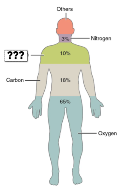 <ul><li><p>this element makes up 9.5% of the body</p><ul><li><p>component of water &amp; organic molecules</p></li></ul></li></ul><p></p>