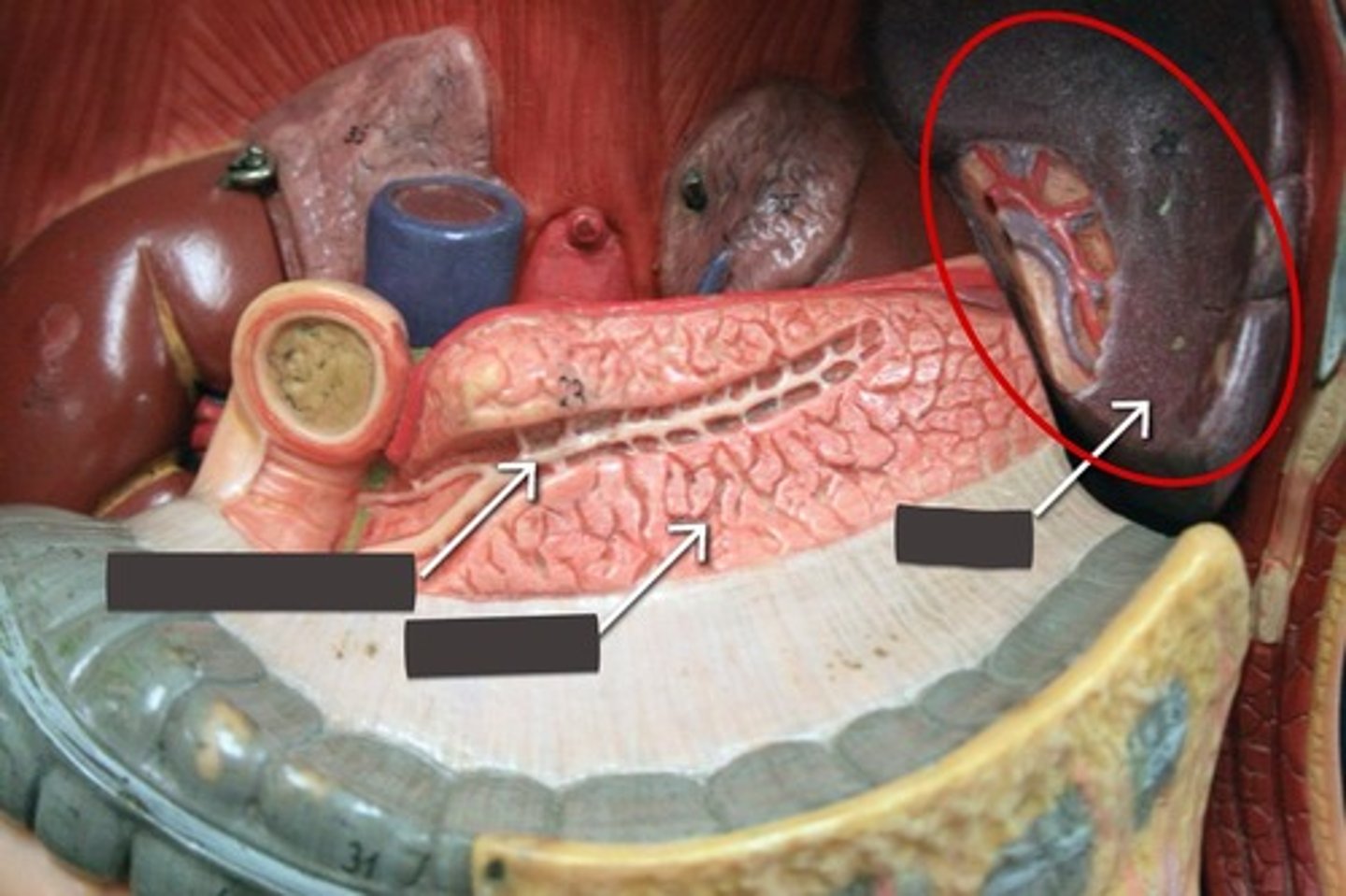 <p>On the left side of the body, near the stomach</p>