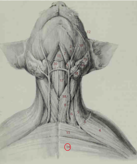 <p>Pectoantebrachialis</p>