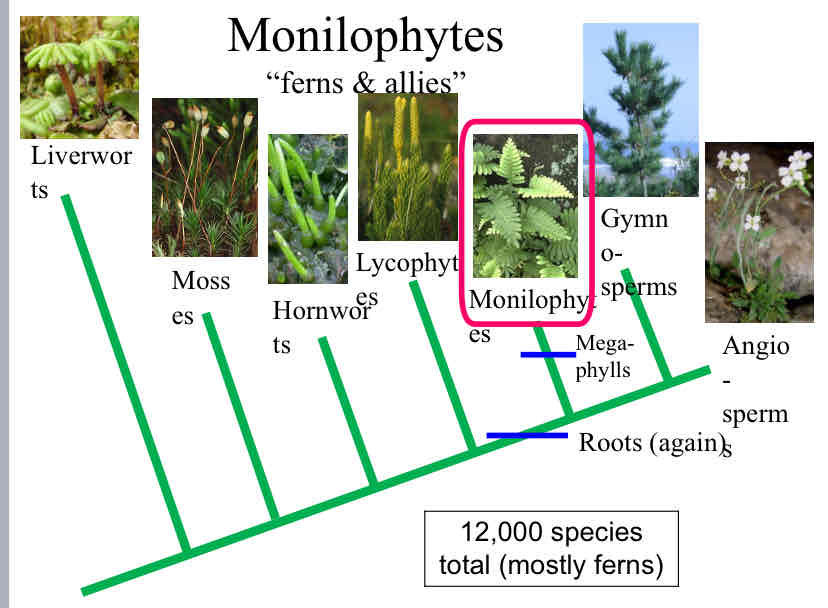 <p>Monilophytes (ferns and allies)</p>