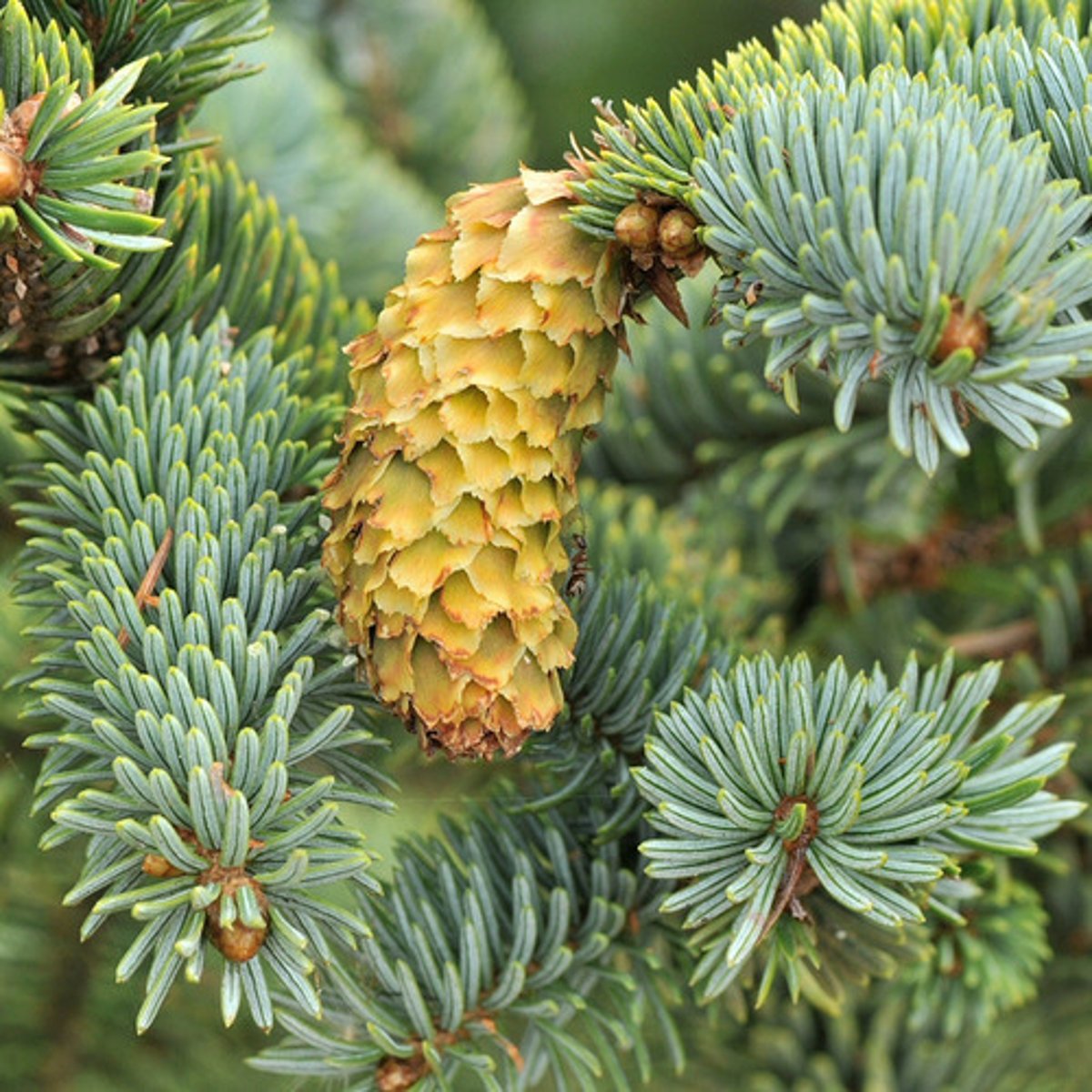 <p>picea sitchensis, Pinaceae</p>