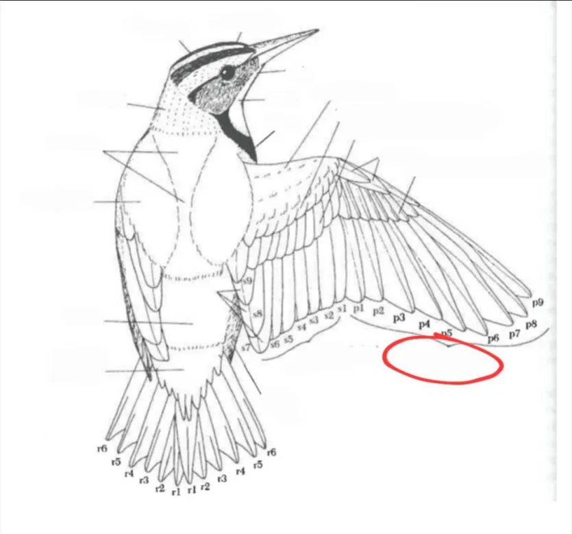 term image