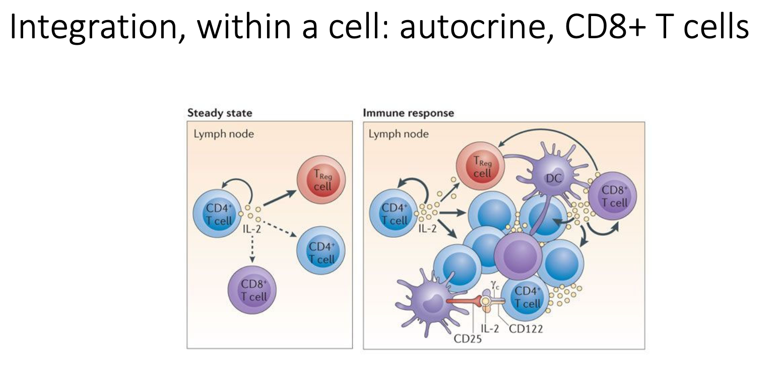 <p>Very local response - acts on target cells</p><ul><li><p>ILs secreted by T cells will impact on both other inflammatory cells and themselves</p><ul><li><p>leads to changes in memory T cells</p></li></ul></li></ul><p></p>