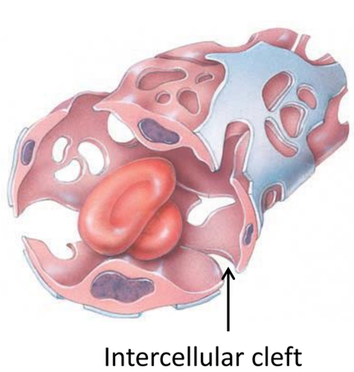 <p>incomplete endothelial lining and basement membrane</p>