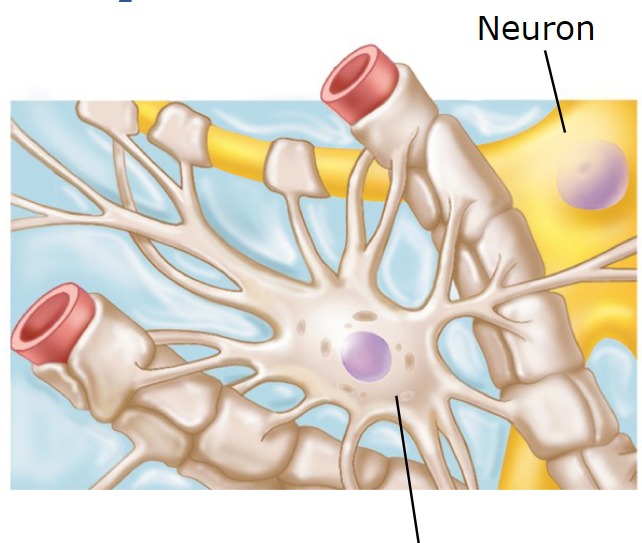<p>blood brain barrier guide neuron pathways</p>