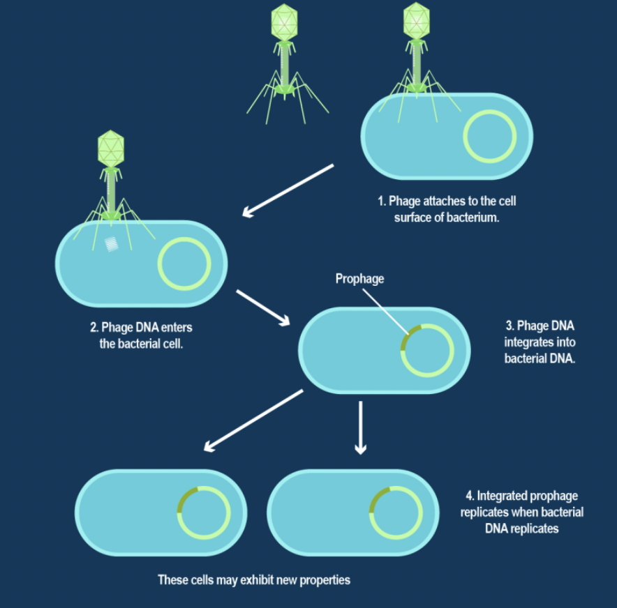 <p>• Viral DNA integrates into host genome after penetration</p><p>• Virus remains inactive or latent, host cells divide with viral DNA integrated in genome</p><p>• Sickness occurs long after initial infection (HIV)</p>