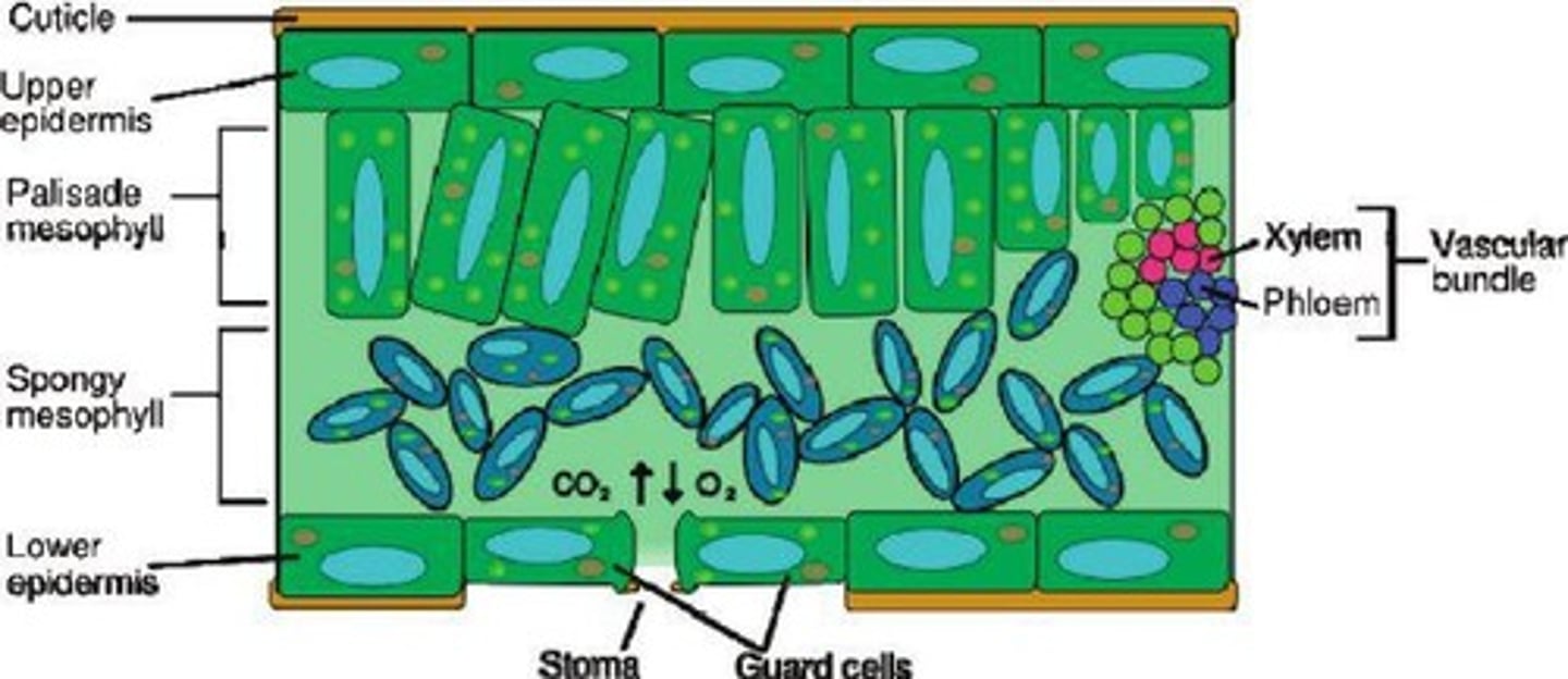 <p>To regulate the uptake of carbon dioxide and conserve water.</p>