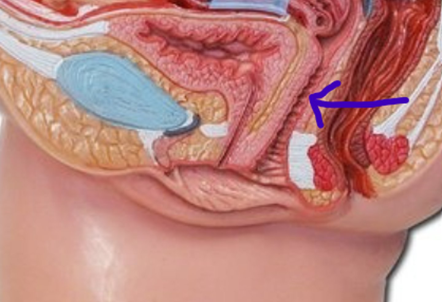 <p>Muscular canal that connects the uterus to the external genitalia.</p>