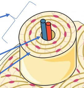 <p>Osteon</p>