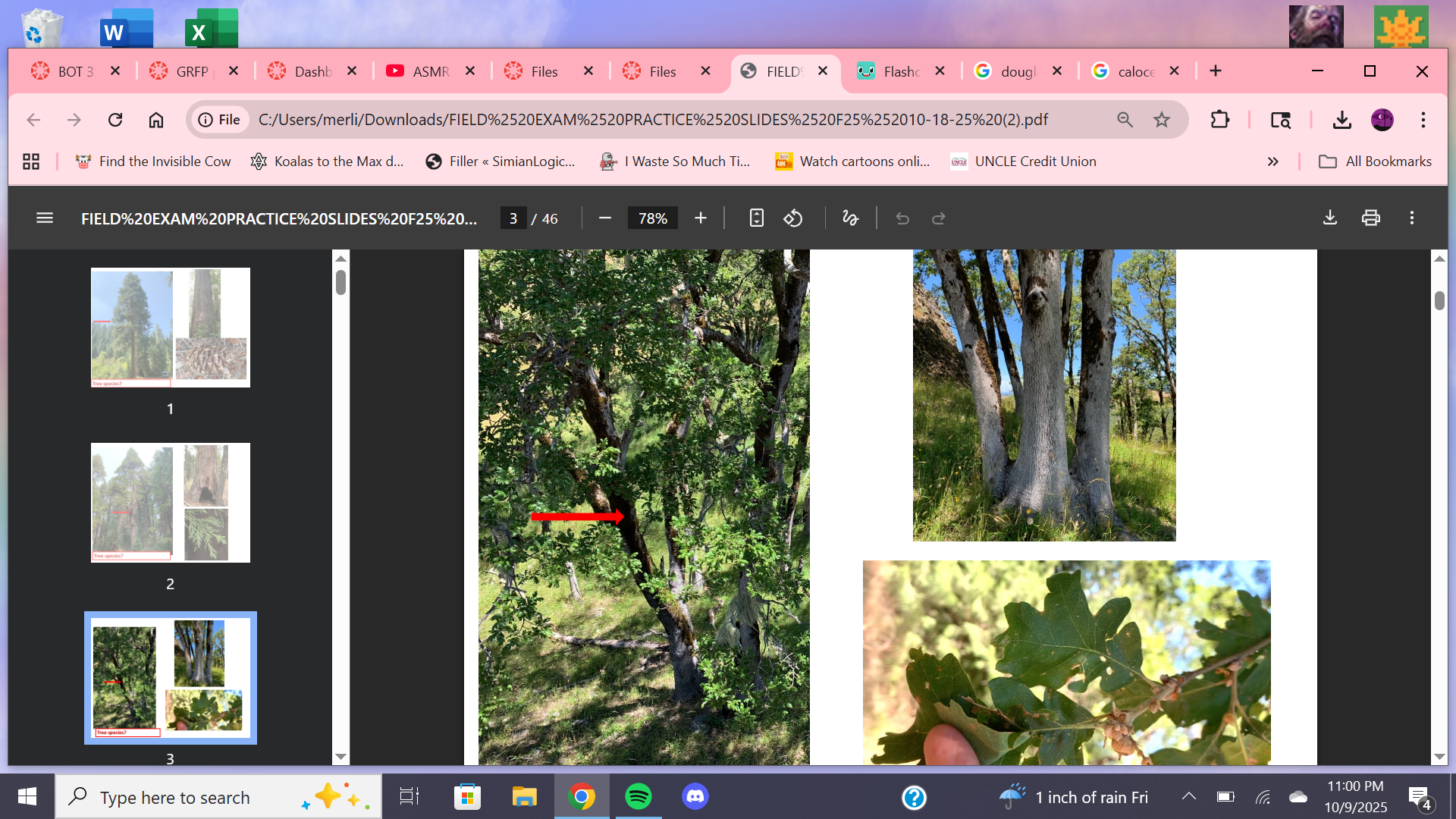 <p>Tree species?</p>